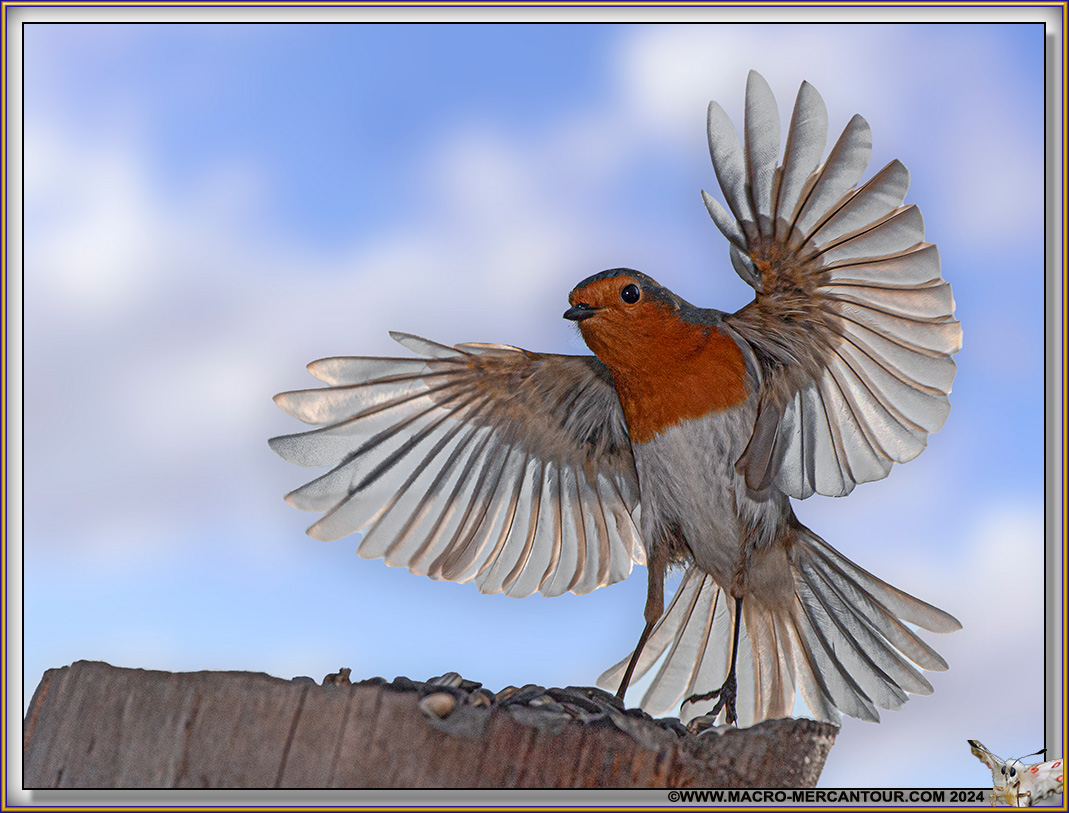 Rouge-Gorge